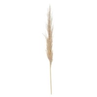 Set of 3 Neutral Pampas Grass Stems