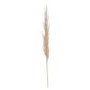 Set of 3 Neutral Pampas Grass Stems