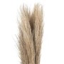 Set of 3 Neutral Pampas Grass Stems
