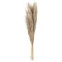 Set of 3 Neutral Pampas Grass Stems