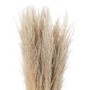Set of 3 Neutral Pampas Grass Stems