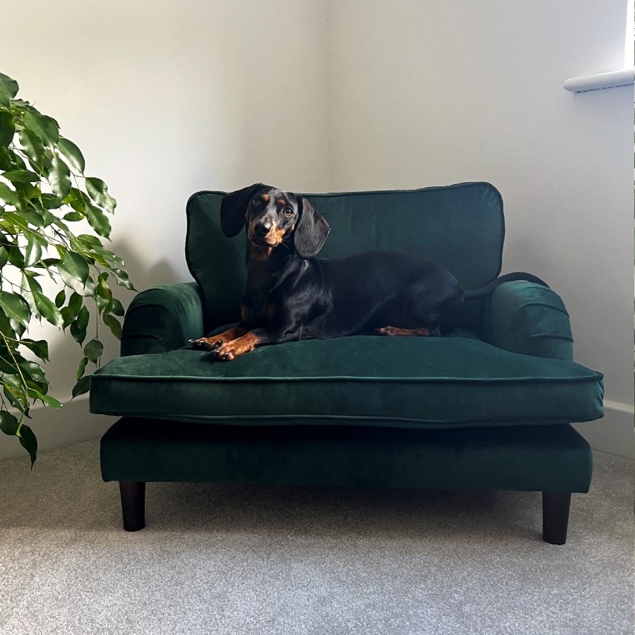 Payton Green Velvet Pet Sofa - Suitable for Dogs & Cats