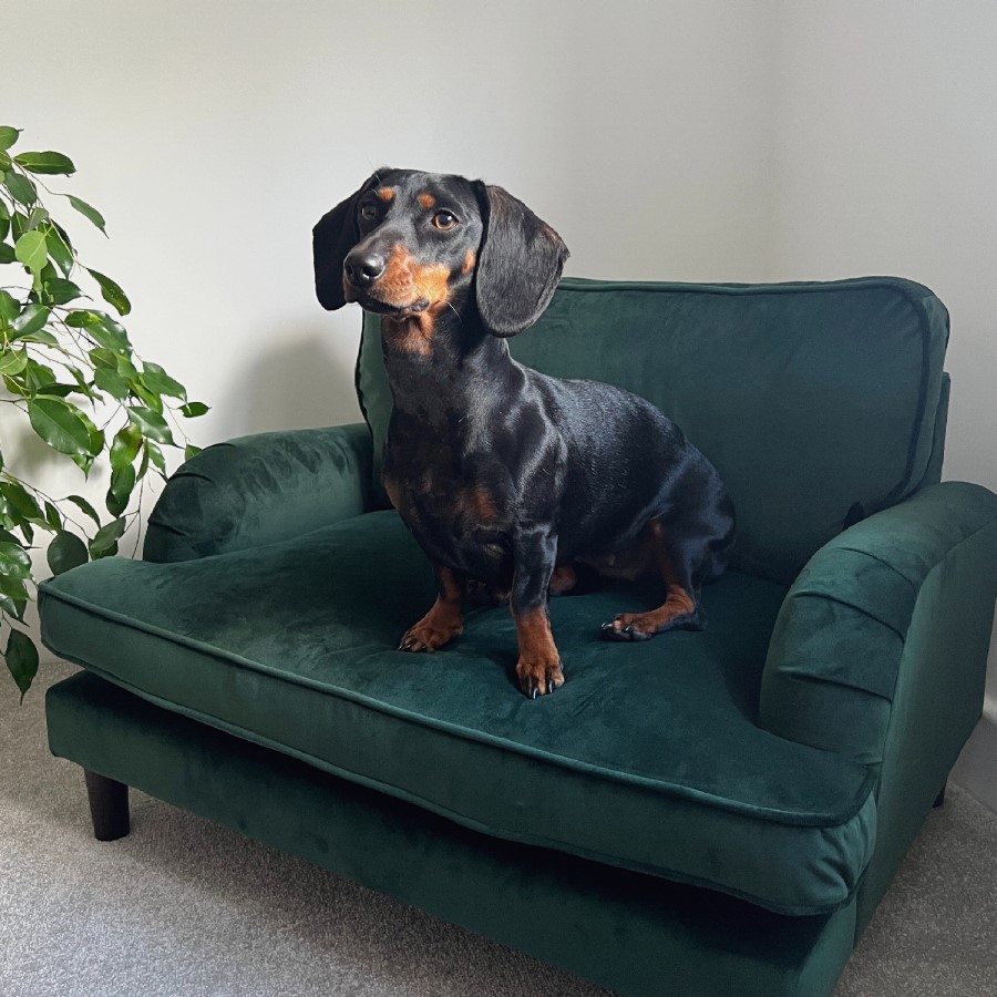 Payton Green Velvet Pet Sofa - Suitable for Dogs & Cats