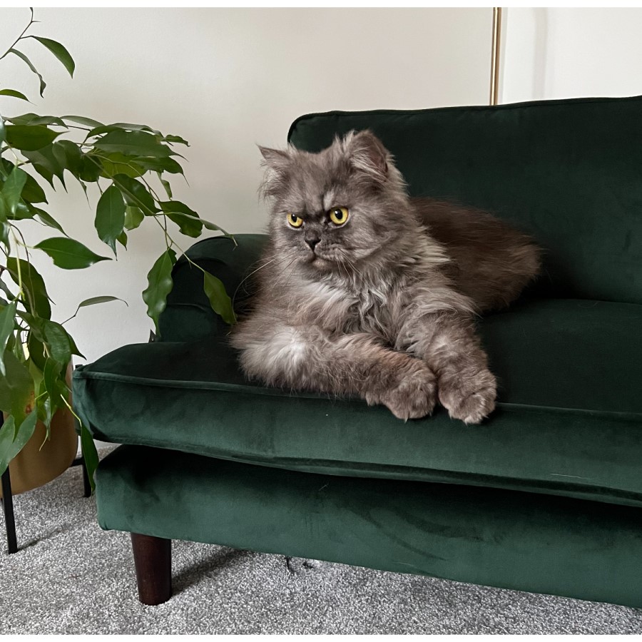 Payton Green Velvet Pet Sofa - Suitable for Dogs & Cats