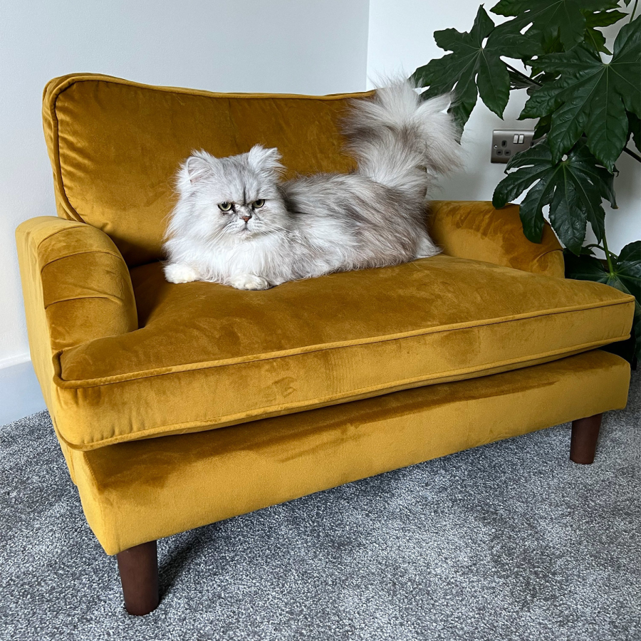Payton Mustard Yellow Velvet Pet Sofa - Suitable for Dogs & Cats