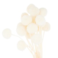 1ft Dried White Ball Flower Bunch of 20 - Hill Interiors