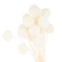 1ft Dried White Ball Flower Bunch of 20 - Hill Interiors