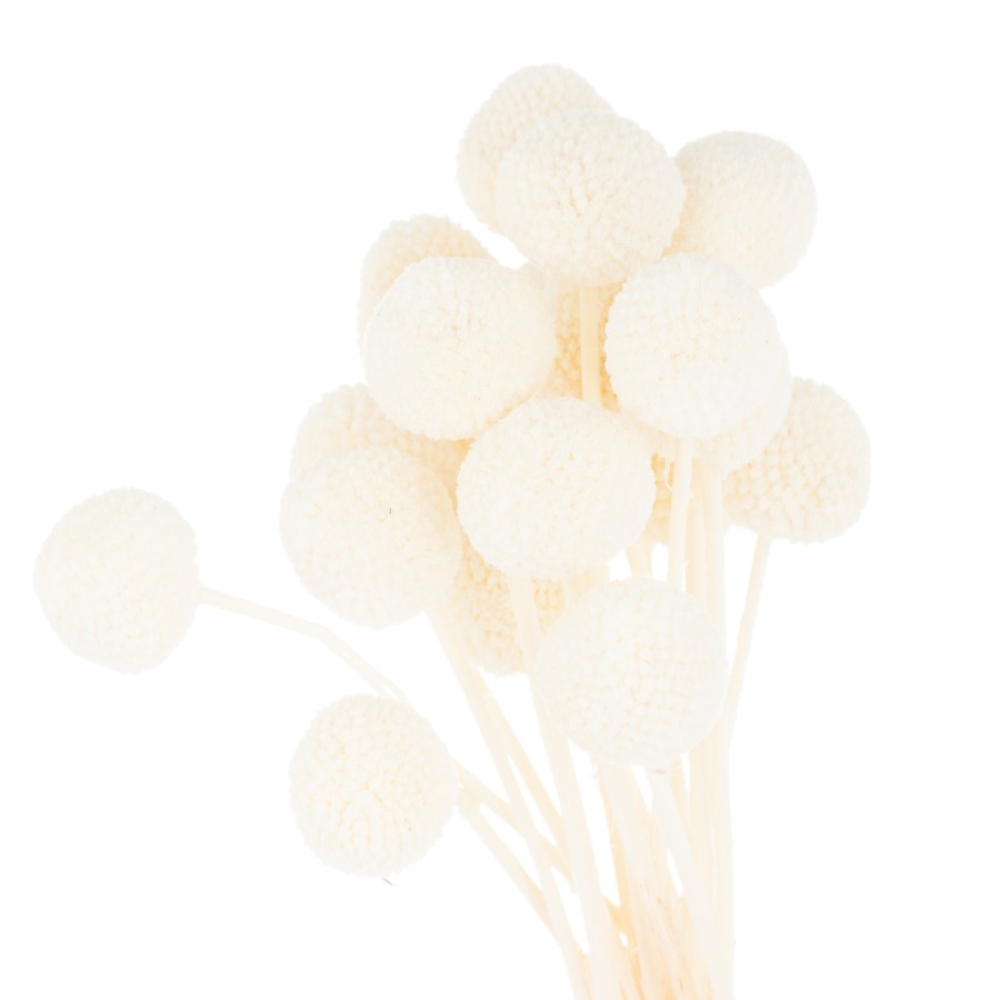 1ft Dried White Ball Flower Bunch of 20 - Hill Interiors