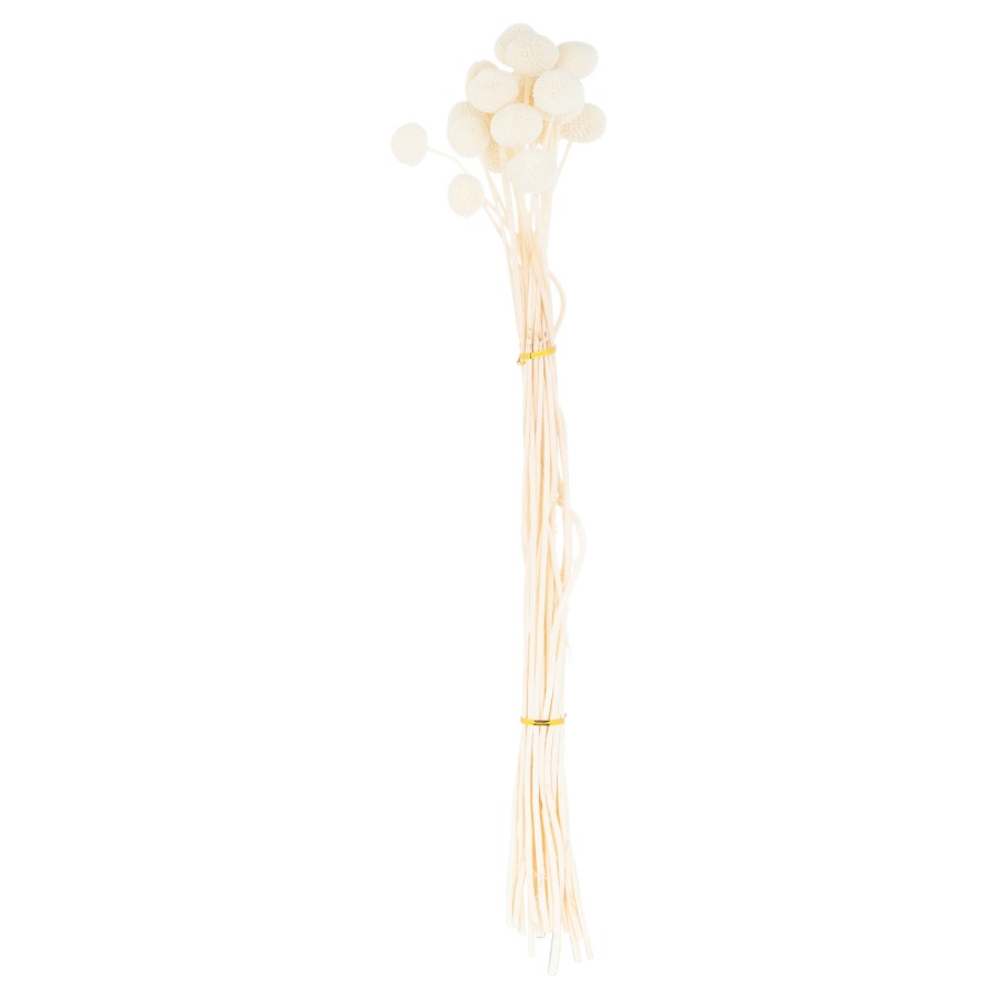 1ft Dried White Ball Flower Bunch of 20 - Hill Interiors