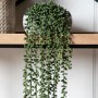 Artificial String of Pearls Hanging Plant - 71cm - Caspian House
