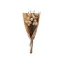 Natural Dried Thistle - 1ft - Caspian House 