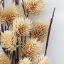 Natural Dried Thistle - 1ft - Caspian House 