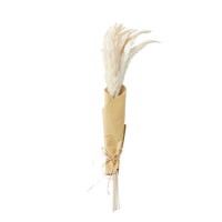 Dried White Pampas Grass - 2ft - Caspian House