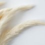 Dried White Pampas Grass - 2ft - Caspian House