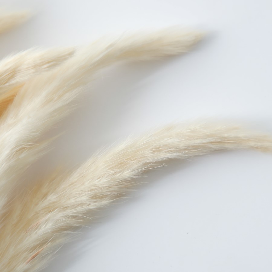 Dried White Pampas Grass - 2ft - Caspian House
