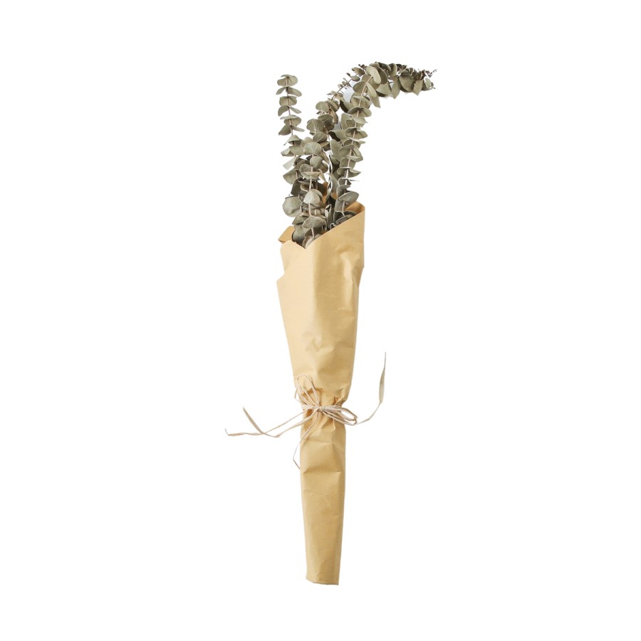 Dried Eucalyptus Plant Bundle - 2ft - Caspian House