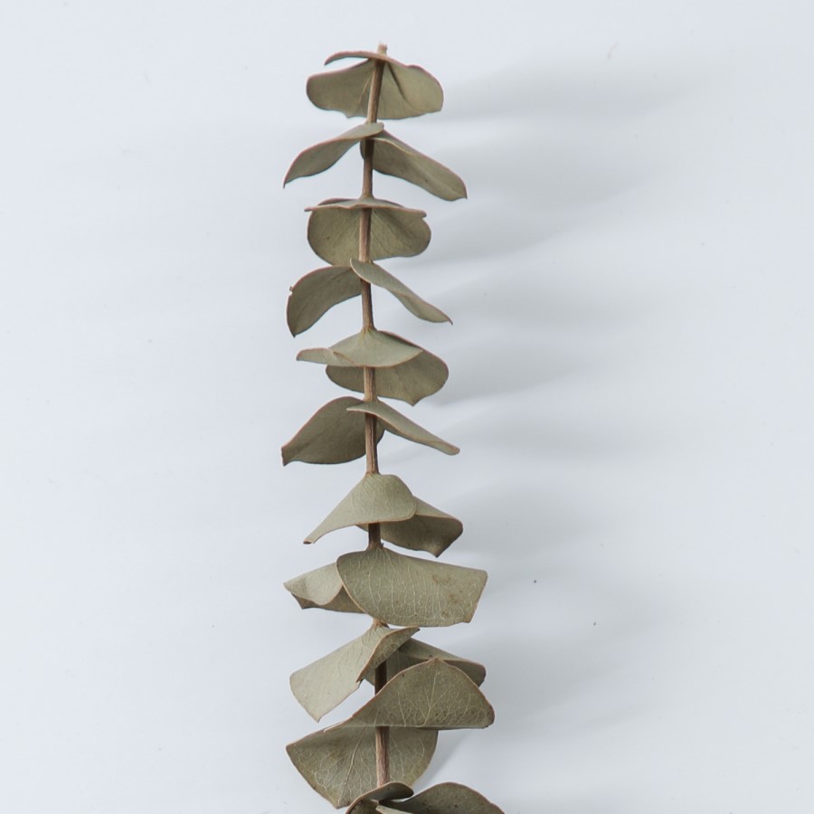 Dried Eucalyptus Plant Bundle - 2ft - Caspian House
