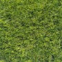 Aster 30mm Artificial Grass 2M Width x 1M