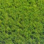 Ultimate 40mm Artificial Grass 2M Width x 1M