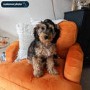 ALMOST PERFECT - Orange Velvet Armchair - Payton