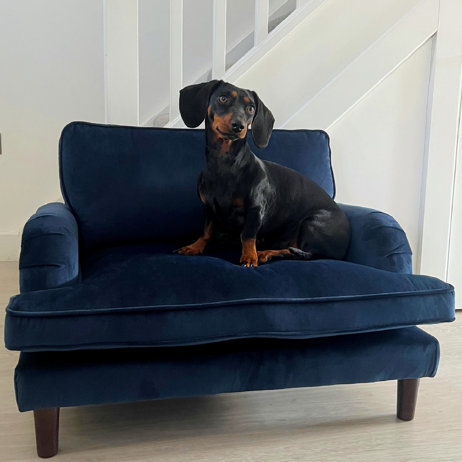 Photo of Pet sofa bed in blue velvet - suitable for dogs & cats - payton