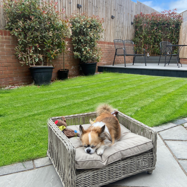 Outdoor 2024 bed dog