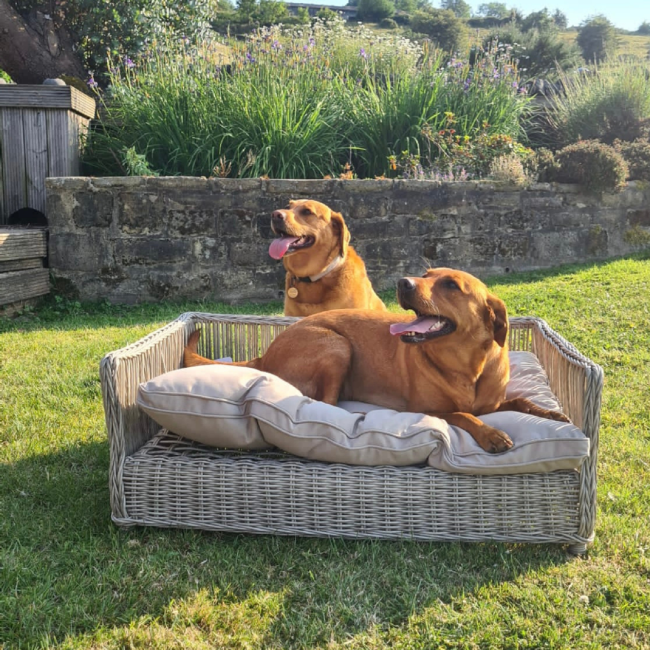 Rattan discount pet bed
