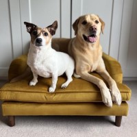 Pet Sofa Bed in Mustard Velvet - Suitable for Dogs & Cats