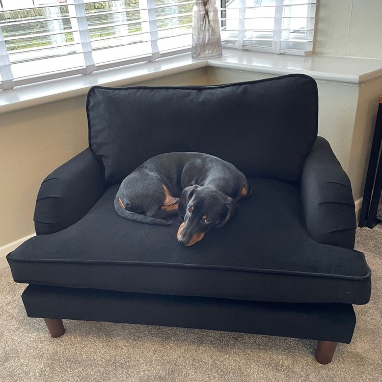 Pet Sofa Bed in Black Velvet - Suitable for Dogs & Cats