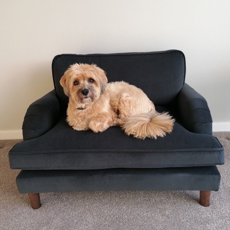 Pet Sofa Bed in Grey Velvet - Suitable for Dogs & Cats