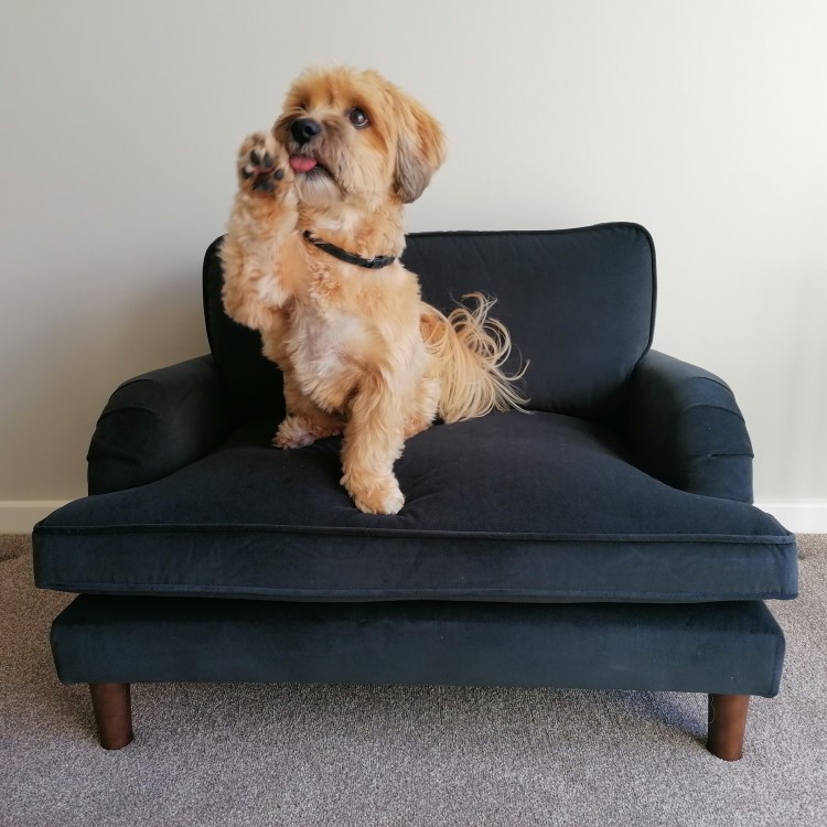 Pet Sofa Bed in Grey Velvet - Suitable for Dogs & Cats