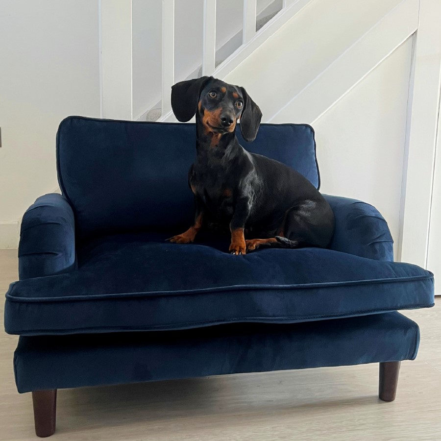 Dog Sofa Bed in Blue Velvet - Payton