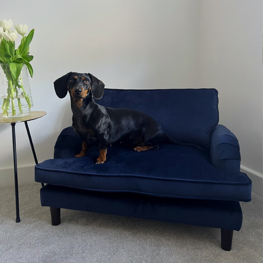 Dog Sofa Bed in Blue Velvet - Payton