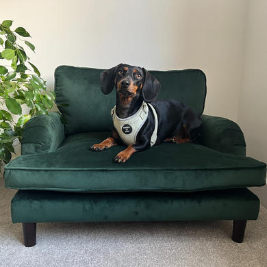 Payton Green Velvet Pet Sofa Bed - Suitable for Dogs & Cats