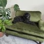 Payton Olive Green Velvet Pet Sofa - Suitable for Dogs & Cats