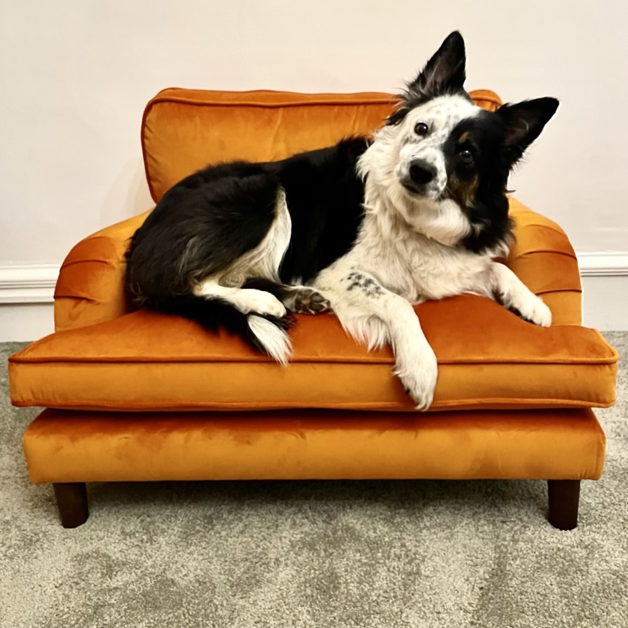 Pet Sofa Bed in Orange Velvet - Suitable for Dogs & Cats - Payton