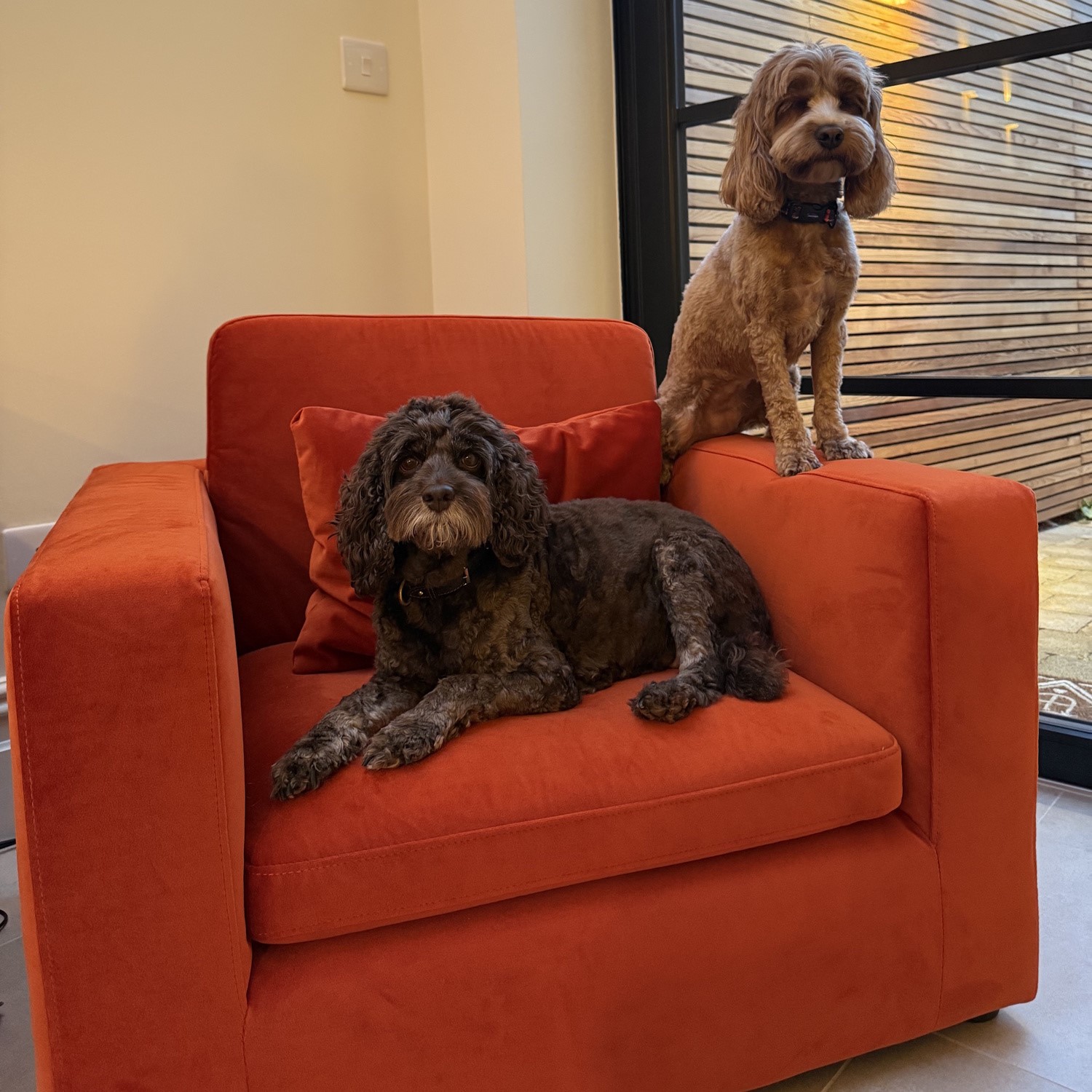 Hudson Orange Dog Sofa Bed In Burnt Velvet