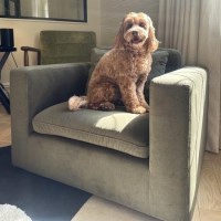 Pet Sofa Bed in Khaki Green Velvet Suitable for Dogs & Cats - Hudson