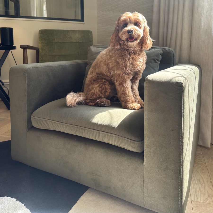 Dog Sofa Bed in Khaki Green Velvet - Hudson