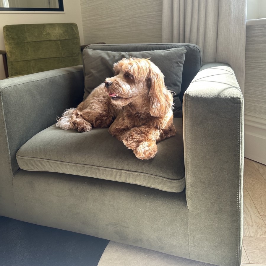 Dog Sofa Bed in Khaki Green Velvet - Hudson