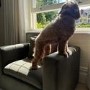 Pet Sofa Bed in Khaki Green Velvet Suitable for Dogs & Cats - Hudson