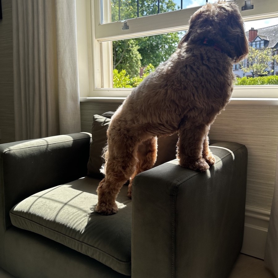 Dog Sofa Bed in Khaki Green Velvet - Hudson